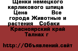 Щенки немецкого карликового шпица › Цена ­ 20 000 - Все города Животные и растения » Собаки   . Красноярский край,Талнах г.